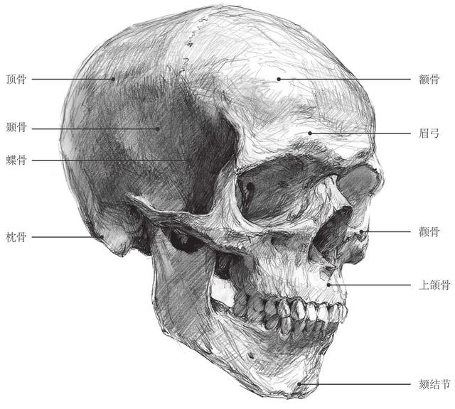 侧面头部骨骼头骨由脑颅骨骼和面颅骨骼构成,额骨,顶骨,颞骨,枕骨等