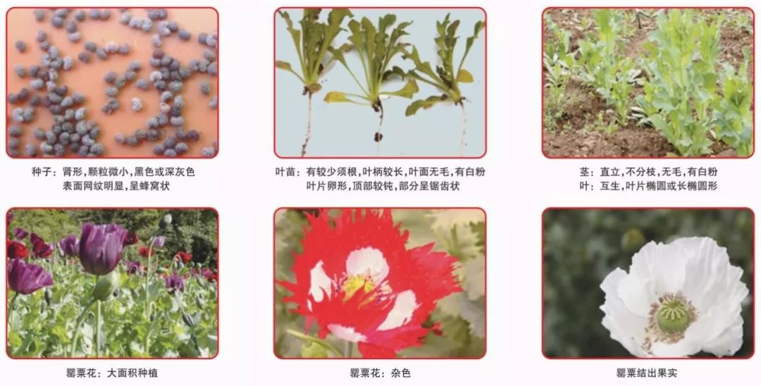 罂粟是制取鸦片的主要原料,同时其提取物也是吗啡,可待因,罂粟碱等多