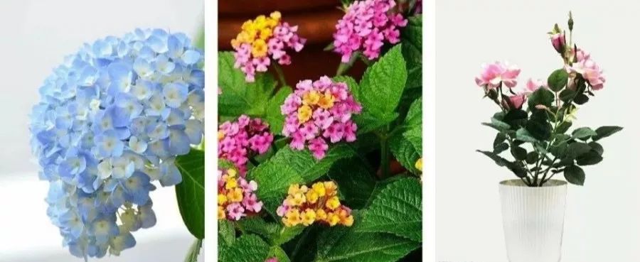 「孕妇产妇幼儿新生儿早教妈妈网」3岁孩子误食家中绿植导致中毒！特别是第二种，你家一定也有！