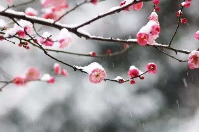 什么时候有雪月 18b8ddd6425c433db5d818506a298f96.jpeg