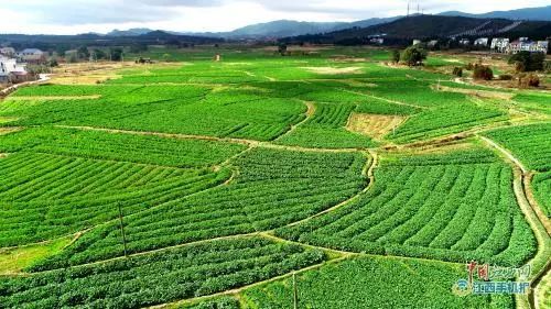 半天销售近千斤,小镇富硒富锌油菜薹深受市民欢迎