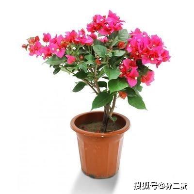 精品三角梅室内外盆栽 39730506da754828a5f2a406222476ac.jpeg