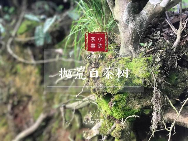 49ac5be40ed443a89a066969bcd1d11b.jpeg