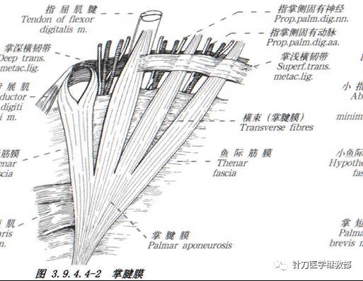 干货 ▏掌腱膜挛缩症的针刀治疗