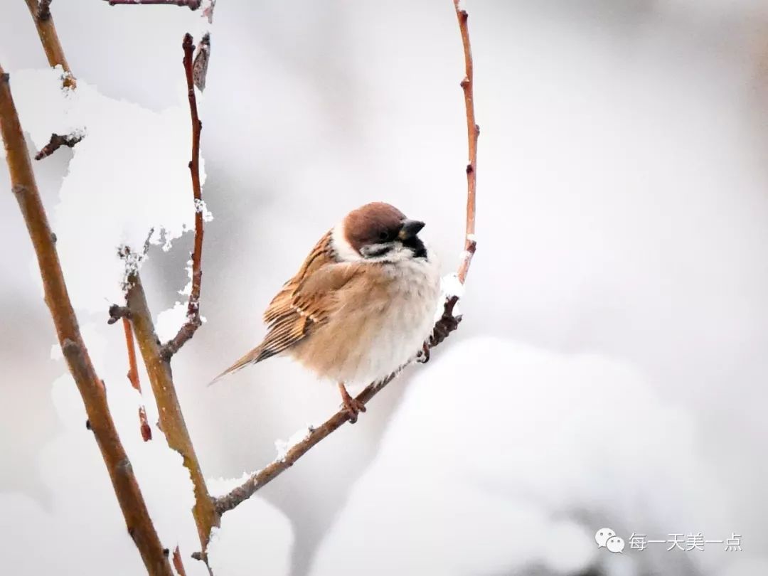 雪中雀麻雀爱雪的理由