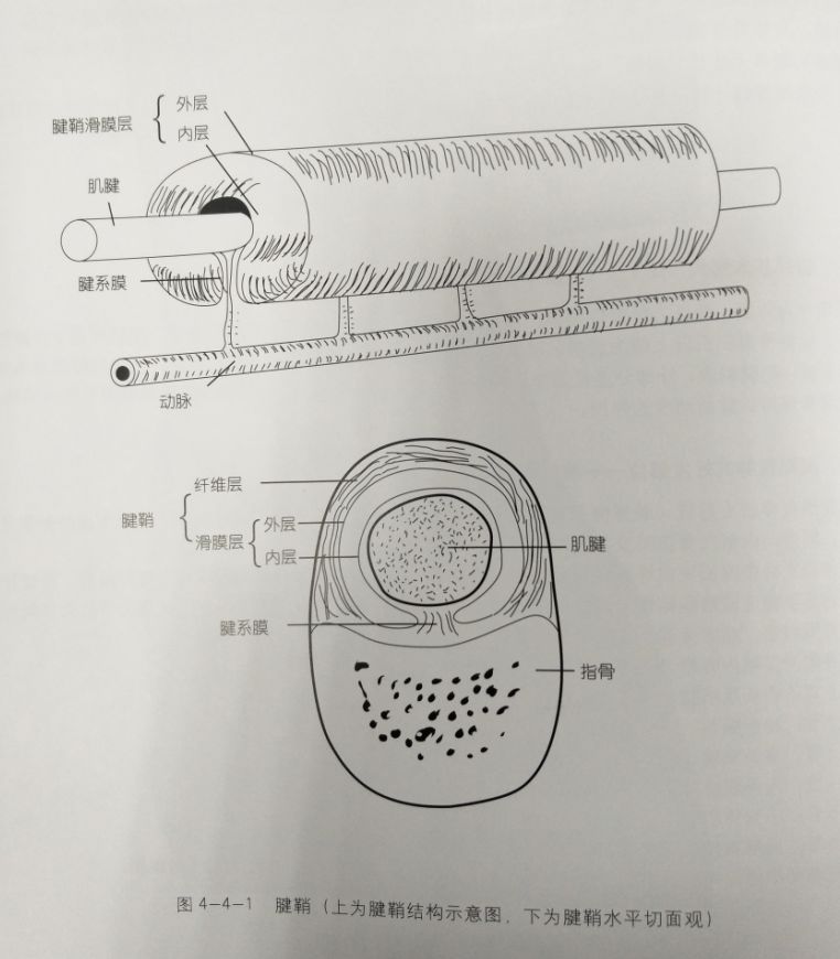 滑液膜可分为壁层和脏层,壁层附着于纤维性鞘的内面,反折覆盖在肌腱上