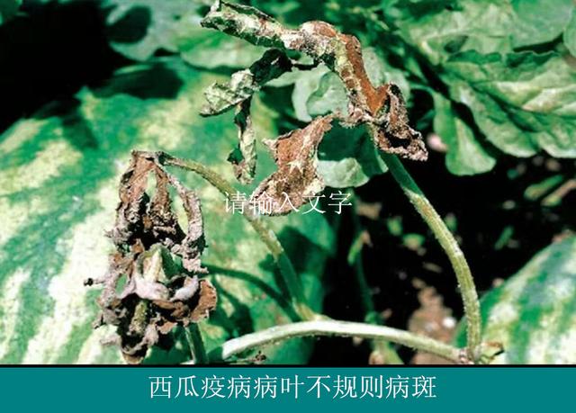 西瓜种植技术|西瓜疫病症状及防治措施