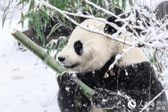 耍安逸了!成都大熊猫娅双,二喜享受"雪季"