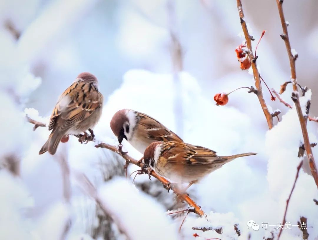 雪中雀麻雀爱雪的理由