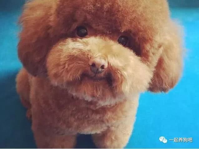 狗为啥不喜欢吃水果 6db747ede42f4846a5f2fa77261e42f3.jpeg