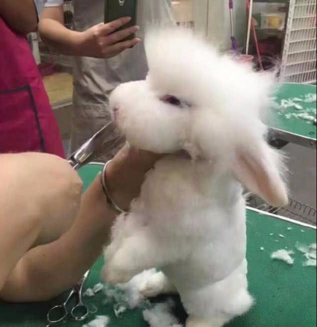 美女帶著兔子去修毛，剪到一半總覺得哪裡不對勁：以為選錯套餐了 寵物 第2張