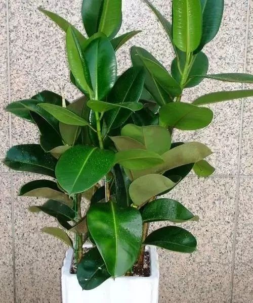「孕妇产妇幼儿新生儿早教妈妈网」3岁孩子误食家中绿植导致中毒！特别是第二种，你家一定也有！
