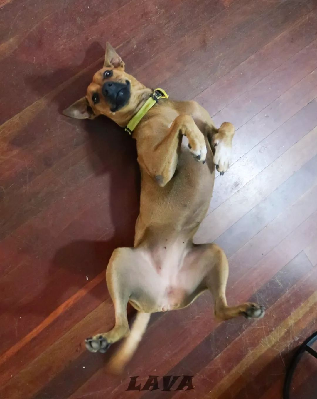 在家怎么养狗 867ecaaf75fa4b21aac53ca2f01efd45.jpeg