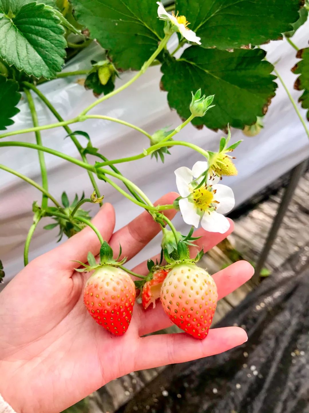 左:香野草莓,右:红颜草莓草莓叶子上的木屑状东西,其实是有益性捕食