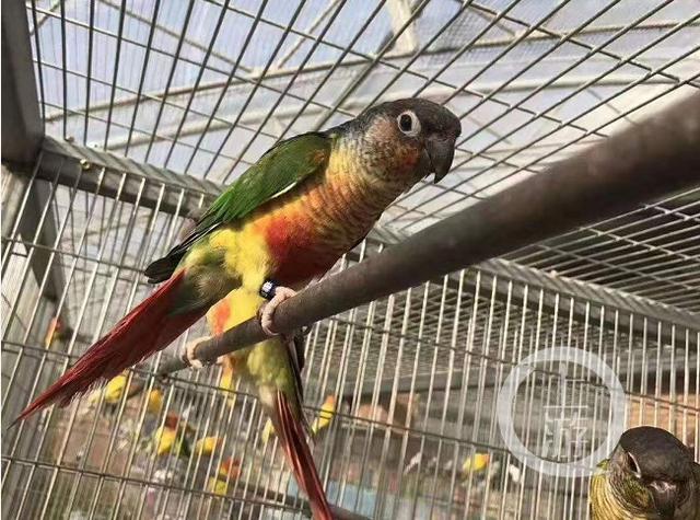 男子出售41只家养鹦鹉获刑10年