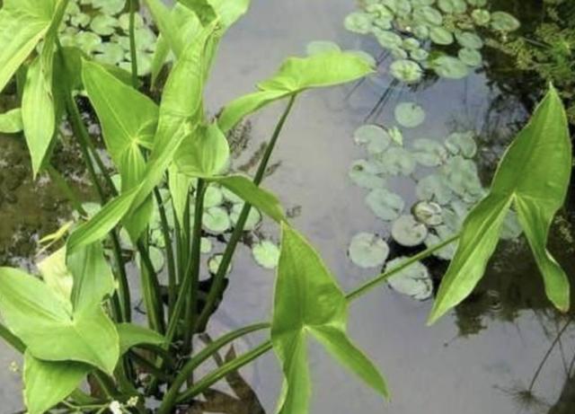 1种淡水植物奇特人称剪刀草生长在水沟边球茎珍贵