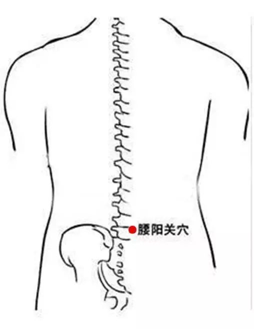 腰阳关穴双手握拳,将拳尖放在两侧肾俞穴上,先顺时针压揉,再逆时针压