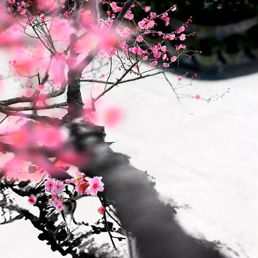 朗诵:凌寒一枝梅,岁岁香如故