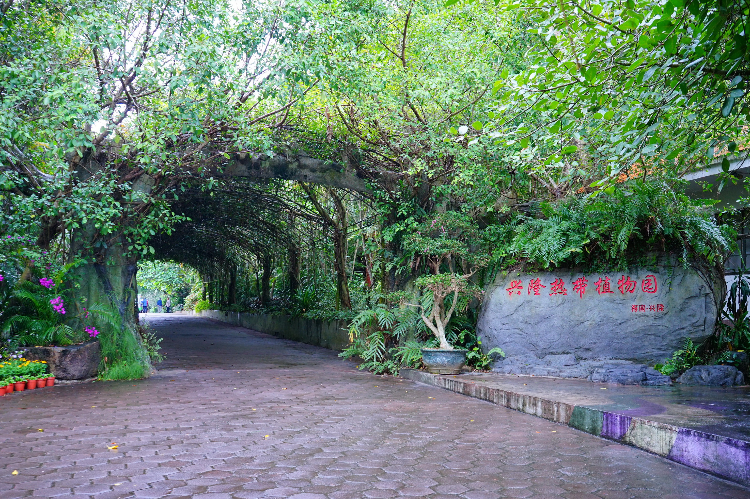 兴隆热带植物园——国家4a级景区,去海南万宁必游
