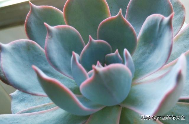 新手多肉入门 ddef48ec09994b1da9f1ffd7251f4801.jpeg