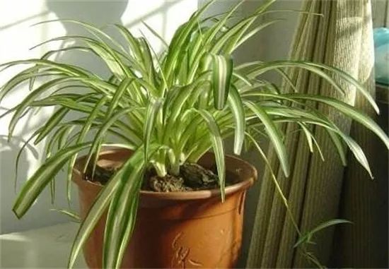 怎么养金鱼吊兰的技巧 e043ae9ea2ca4391ae74ed6f61e83fca.jpeg