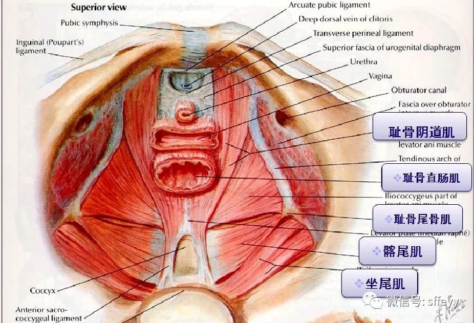 腹腔镜及宫腔镜手术,阴式子宫切除术,各种肿瘤手术,女性外阴整