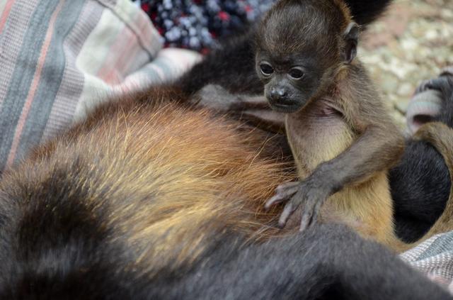 【小猴完全不懂为何妈妈永远的睡着了，一直抓着母猴身子想它起来】