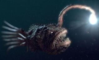 灯笼鱼是什么样子 e9cf8aef995b43678217d6df9d99d20b.jpeg