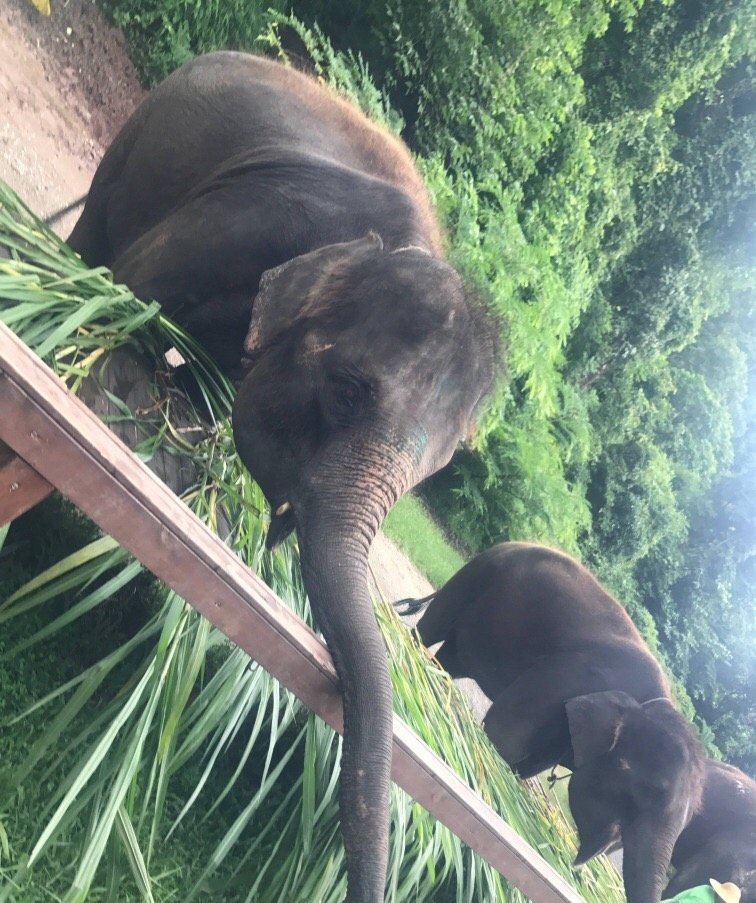 西双告庄景，一来就爱上的地方