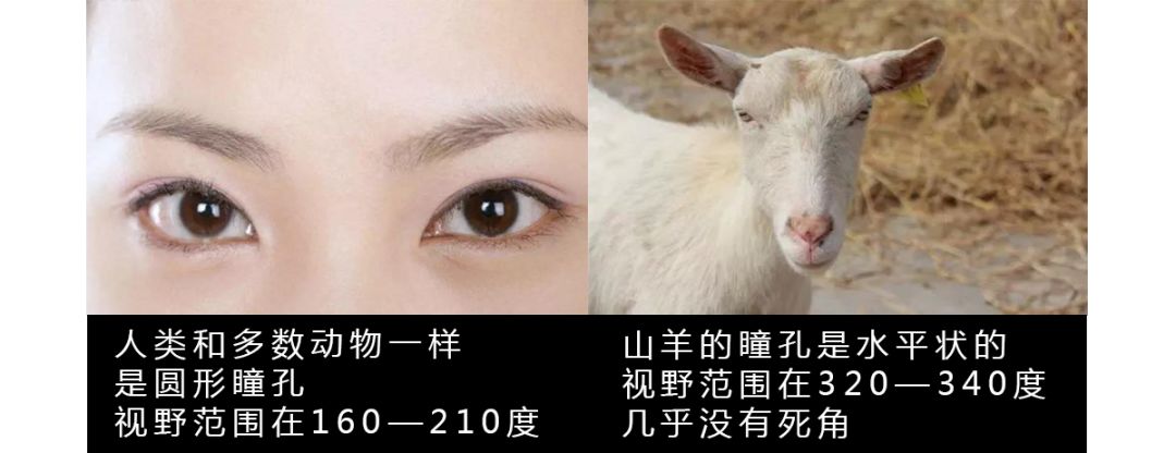 【根深林茂·围观】山羊这种生物,究竟有多牛?完全超乎你的想象!