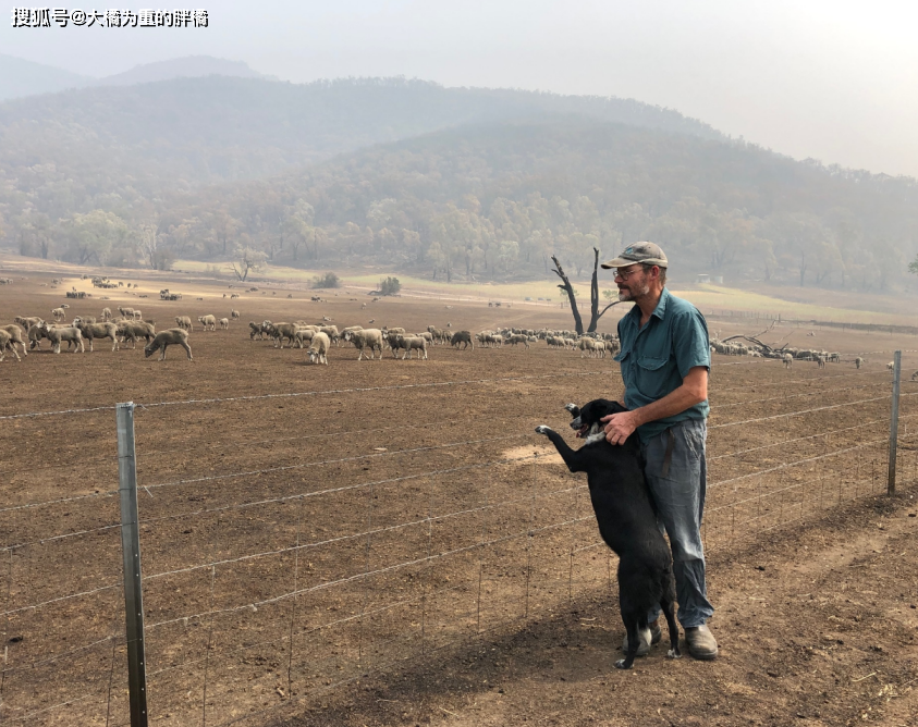 澳洲山火蔓延到牧場，牧羊犬「盡忠職守」，趕走羊群與主人共進退 寵物 第9張