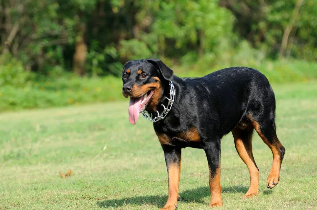 以欧洲名犬为范例,图文详解罗威纳犬