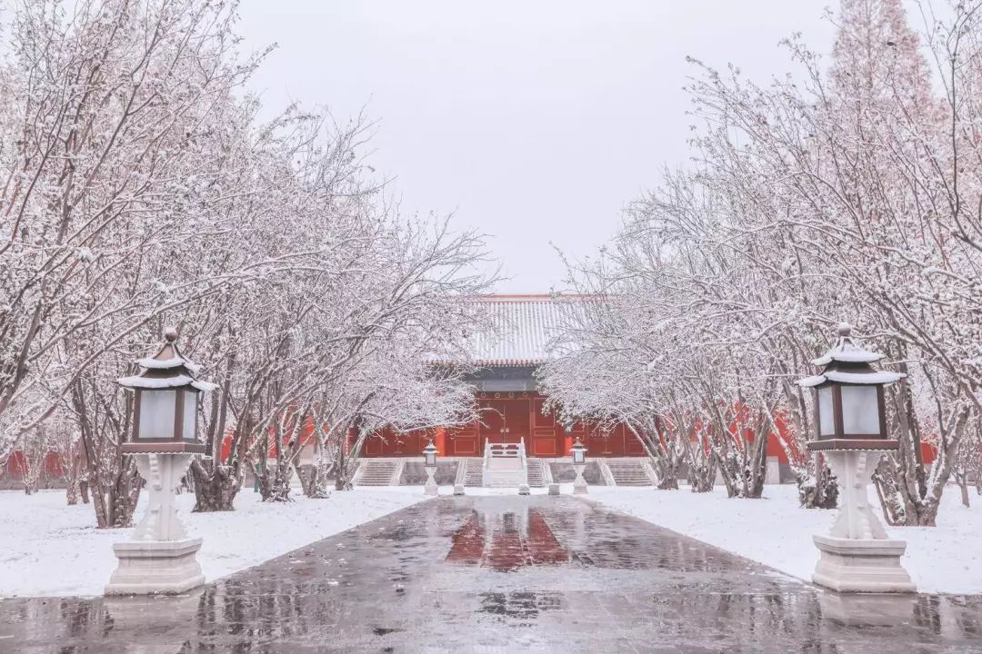 蹲守故宫3年，她拍下刷遍全网的雪景图和猫片