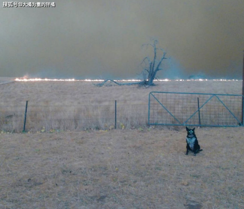 澳洲山火蔓延到牧場，牧羊犬「盡忠職守」，趕走羊群與主人共進退 寵物 第5張