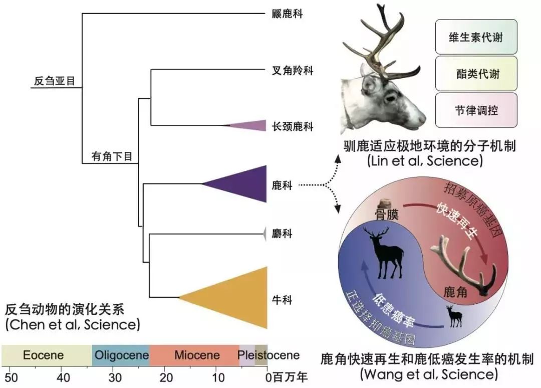 动物拜月的原理_资料分享 高考生物必考16 个实验原理大解析, 好资料一份就够了(3)