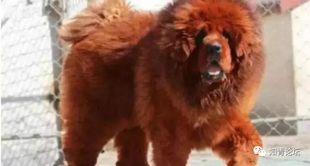 2020狗价格排名_2020年动物身价名单揭晓!这下长见识了,最贵的