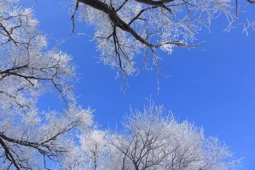 雾凇沆砀,上下一白,松花江畔绝美的玉树琼花!_图片