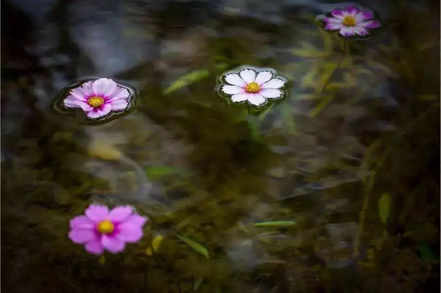 花自飘零水自流.