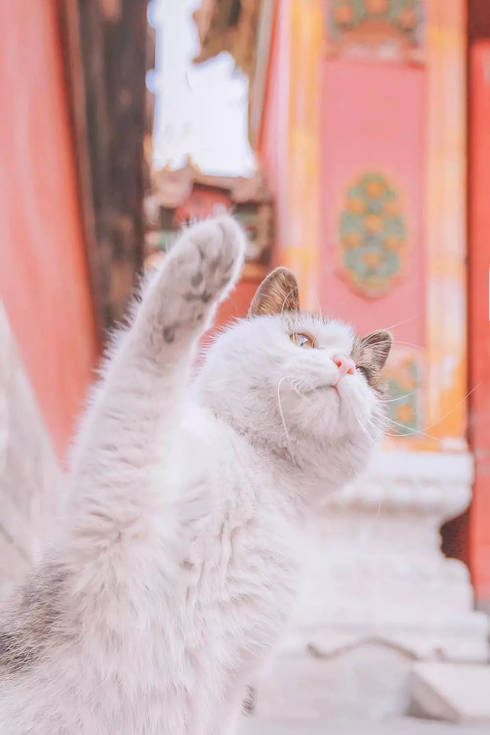 蹲守故宫3年，她拍下刷遍全网的雪景图和猫片