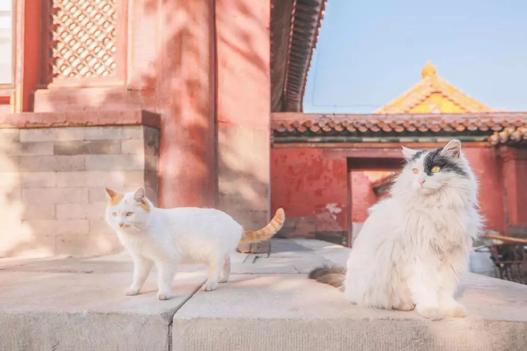 蹲守故宫3年，她拍下刷遍全网的雪景图和猫片