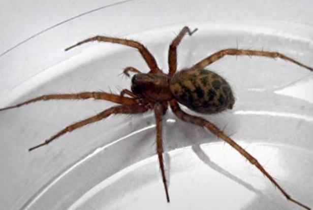 地球上10大毒蜘蛛,第一攻击性极强会致命,你知道几种?
