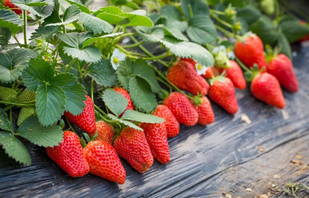 摘草莓的好季节来了！为你盘点这些采摘基地，杭州市区就有！_