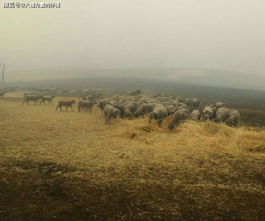 澳洲山火蔓延到牧場，牧羊犬「盡忠職守」，趕走羊群與主人共進退 寵物 第8張
