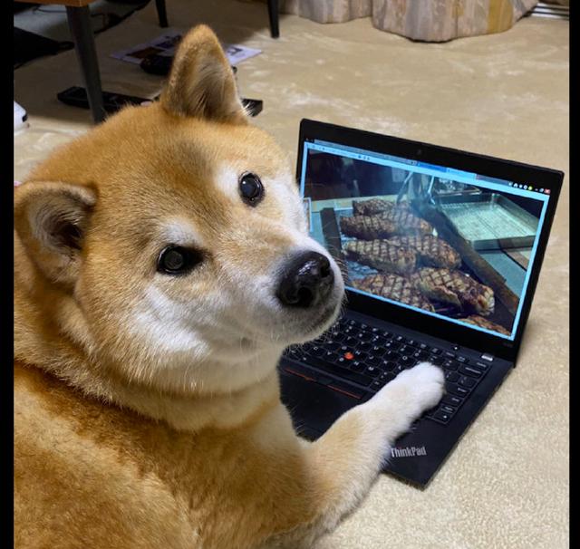 柴犬目不转睛盯着电脑屏幕看,主人过去一瞧就笑了,真是大吃货啊