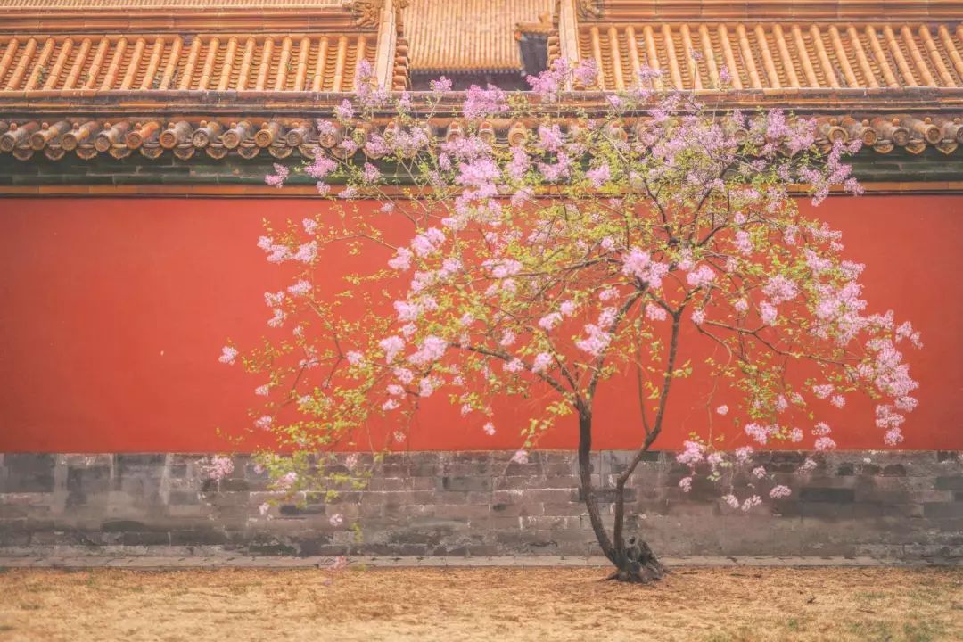 蹲守故宫3年，她拍下刷遍全网的雪景图和猫片