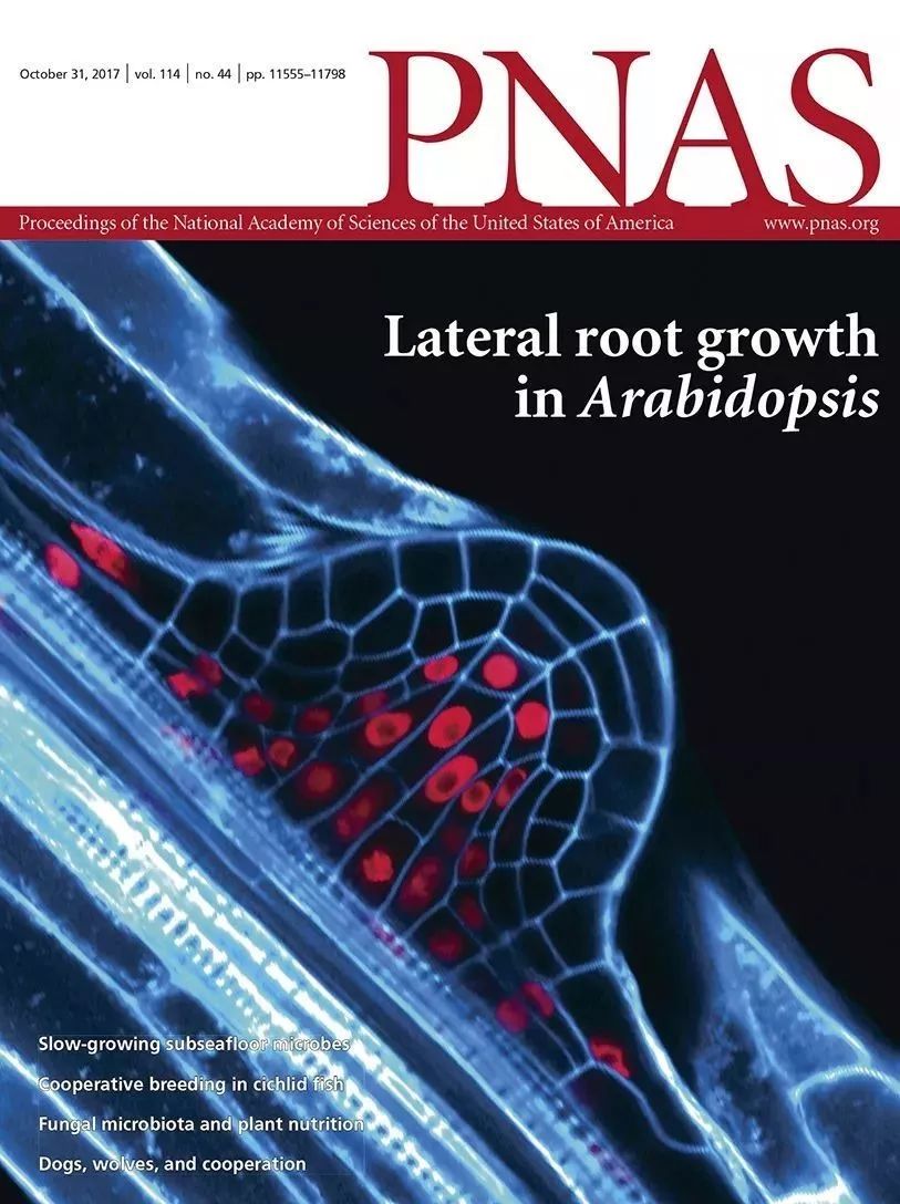 《美国国家科学院院刊》(pnas)某一期封面 dfnb