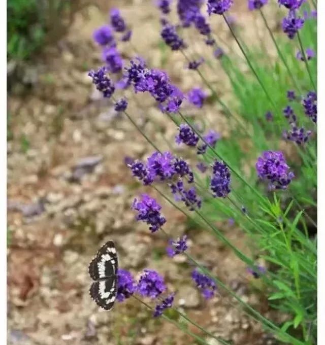 田 勰 ▎知非七步八叉手,便作三年两句人