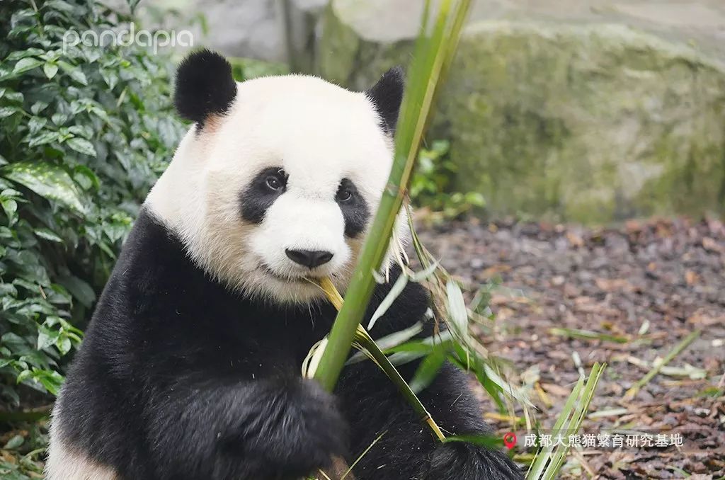 宝妹,真没想到你这小丫头居然是这种熊猫!