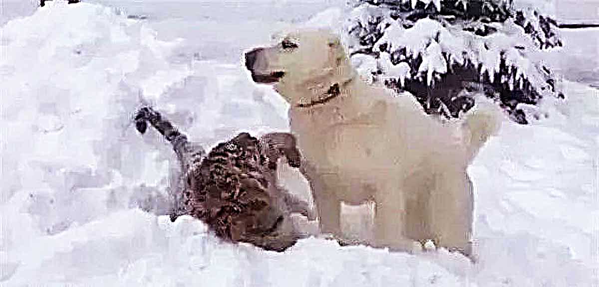 狗狗在野外救了一隻小老虎，但是當狗狗老了以後，畫風卻完全變了 寵物 第1張