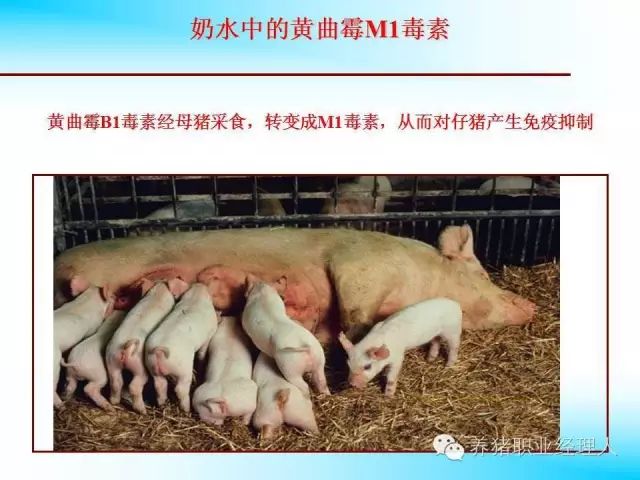 图文详解各类霉菌毒素对猪的伤害